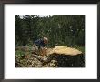 Logging Near Salmon, Idaho by Joel Sartore Limited Edition Pricing Art Print