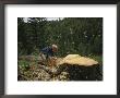 Logging Near Salmon, Idaho by Joel Sartore Limited Edition Print