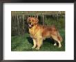 Golden Retriever (Canis Familiaris) Illinois, Usa by Lynn M. Stone Limited Edition Print
