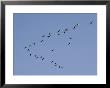 Forming A Huge V, Canada Geese Migrate South by Joseph H. Bailey Limited Edition Print