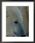 A Close-View Photograph Of A Polar Bear (Ursus Maritimus) In Profile by Norbert Rosing Limited Edition Print