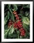Coffee Beans On Tree, Costa Rica by Inga Spence Limited Edition Print