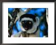 Verreaux's Sifaka (Propithecus Verreauxi Verreauxi) In Nahampoana Reserve, Toliara, Madagascar by Karl Lehmann Limited Edition Print