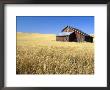 Old Barn In Wheatfield Near Harvest Time, Whitman County, Washington, Usa by Julie Eggers Limited Edition Print