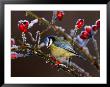 Blue Tit In Winter, United Kingdom by David Tipling Limited Edition Pricing Art Print
