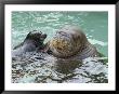 A Walrus Plays Water Games With A Friendly California Sea Lion by Joseph H. Bailey Limited Edition Print