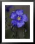 Blue Flax, Belmar Park, Colorado by Robert Franz Limited Edition Print