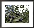 Close-Up Of Tree In Umbria by Fabrizio Cacciatore Limited Edition Pricing Art Print