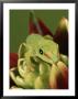 Madagascar Day Gecko, Madagascar by Marian Bacon Limited Edition Pricing Art Print