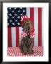 Patriotic Dog Sitting Near American Flag by Richard Stacks Limited Edition Print
