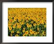 Field Of Sunflowers, Provence, Vaucluse, France by Bruno Morandi Limited Edition Print