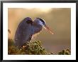 Great Blue Heron Perches On A Tree At Sunrise In The Wetlands, Wakodahatchee, Florida, Usa by Jim Zuckerman Limited Edition Print