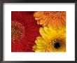 Gerbera by Daisy Gilardini Limited Edition Print