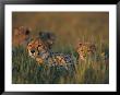 A Group Of African Cheetahs Resting In The Grass by Chris Johns Limited Edition Pricing Art Print