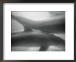 Two Dolphins by Henry Horenstein Limited Edition Print