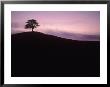 Silhouette Of Tree, Tuscany, Italy by Kindra Clineff Limited Edition Pricing Art Print