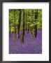 Bluebells In A Beech Wood, West Stoke, West Sussex, England, Uk by Pearl Bucknell Limited Edition Pricing Art Print