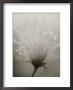 Close View Of A Feathery Seed Pod by Michael Melford Limited Edition Print