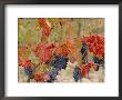 Autumn Colours In A Vineyard, Barbera Grape Variety, Barolo, Serralunga, Piemonte, Italy, Europe by Michael Newton Limited Edition Print
