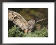 European Eagle Owl, Bubo Bubo, Female, Captive, World Owl Trust, Muncaster Castle, Cumbria by Steve & Ann Toon Limited Edition Print