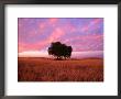 Sunset Over Lone Tree In Paddock, Rochester, Australia by Will Salter Limited Edition Print