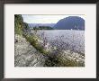 Wildflowers Along Sognefjord Near Vadheim, Norway by Paul Souders Limited Edition Print