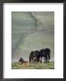 Moor Ponies by Sam Abell Limited Edition Print