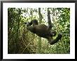 A Gorilla Swinging From A Vine by Michael Nichols Limited Edition Print