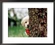 6-Week-Old Golden Retriever Puppy Hiding Behind Tree by Frank Siteman Limited Edition Pricing Art Print