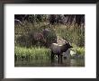 Moose In Yellowstone River, Yellowstone National Park, Wy by Bruce Clarke Limited Edition Print