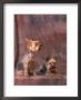 Studio Portraits Of Two Yorkshire Terriers, One Lying Down And The Other Sitting Up And Looking Up by Adriano Bacchella Limited Edition Pricing Art Print