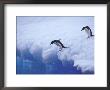 Adelie Penguins Dive From An Iceberg, Antarctica by Hugh Rose Limited Edition Print
