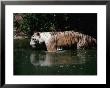 White Tiger Walking Through Pool Of Water In Zoo, India by Jane Sweeney Limited Edition Print