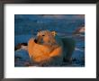 An Adult Polar Bear (Ursus Marititmus) At Ease by Norbert Rosing Limited Edition Print