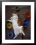 Cat Sleeping On Its Back by Chris Rogers Limited Edition Pricing Art Print