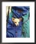 Dog In Backpack, Vernazza, Cinque Terre, Italy by Stephen Saks Limited Edition Print