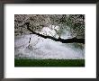 A Cherry Blossom Tree Branch Hangs Above The Imperial Palace Moat by Michael S. Yamashita Limited Edition Print