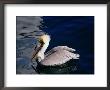 Brown Pelican (Pelecanus Occidentalis) Near Wharf, San Francisco, United States Of America by Chris Mellor Limited Edition Print
