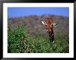 Reticulated Giraffe Peering Over Bush, Looking At Camera, Samburu National Reserve, Kenya by Anders Blomqvist Limited Edition Print