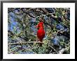 Red Cardinal In Arizona by Carol Polich Limited Edition Print