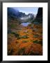 Deciduous Beech On Tasmania's West Coast Range, Tasmania, Australia by Rob Blakers Limited Edition Print