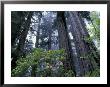 Coast Trail, Redwoods And Rhododendrons, Del Norte Coast State Park, California, Usa by Jamie & Judy Wild Limited Edition Print