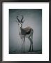 Springbok In Sandstorm, Central Kalahari Game Reserve, Kgalagadi, Botswana by Mitch Reardon Limited Edition Print