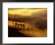 Dawn Mist Clears The Slope Of Mt. Washburn, Yellowstone National Park, Wyoming, Usa by Gareth Mccormack Limited Edition Print