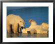 Two Polar Bear Cubs Play On The Shore by Paul Nicklen Limited Edition Print