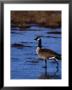 Canadian Goose In Water, Co by Elizabeth Delaney Limited Edition Print