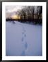 Footprints In Snow, Quincy Reservoir by Steven Emery Limited Edition Print