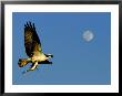 Osprey In Flight With Fish In Talon by Russell Burden Limited Edition Pricing Art Print