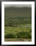 Ireland, Cattle Grazing In Valley Farmland by Keith Levit Limited Edition Print