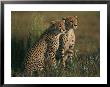 A Portrait Of A Pair Of Young African Cheetahs by Chris Johns Limited Edition Print